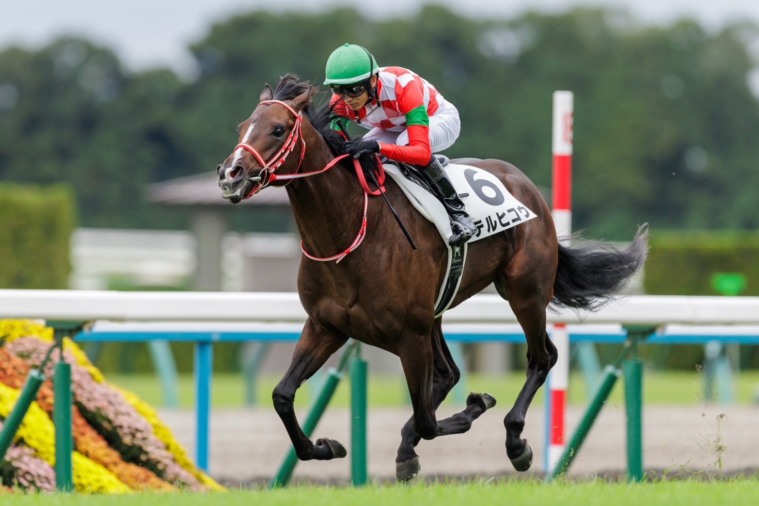 待望のデビュー勝ち  <br>テルヒコウが京都5R・2歳新馬を制す