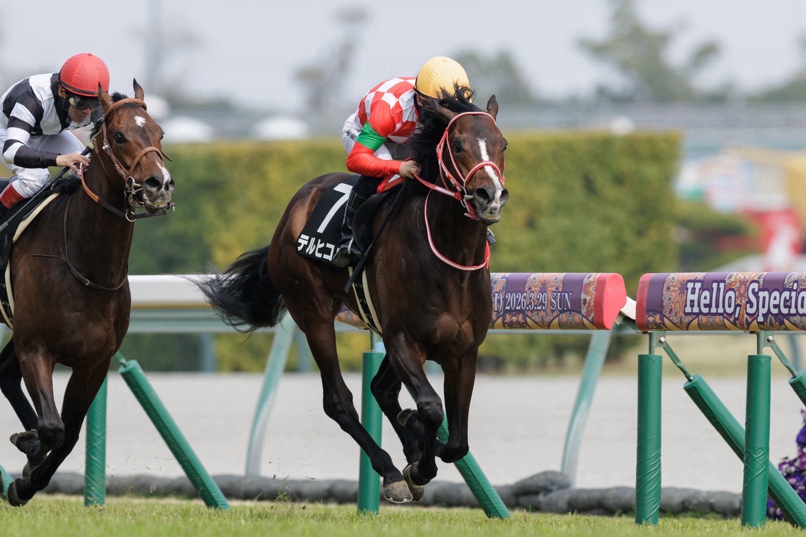スロー逃げで後続シャットアウト <br>大寒桜賞でテルヒコウが2勝目ゲット